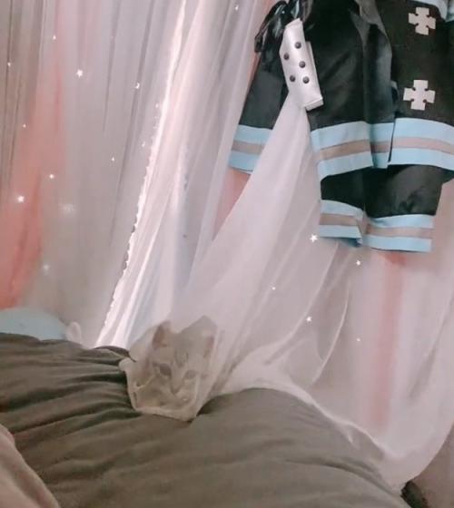 狙いを定める子猫