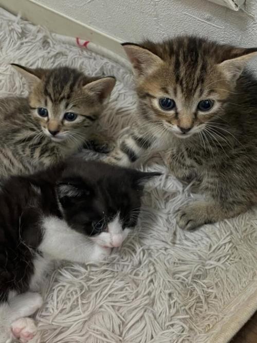 カーペットの上にいる3匹の子猫