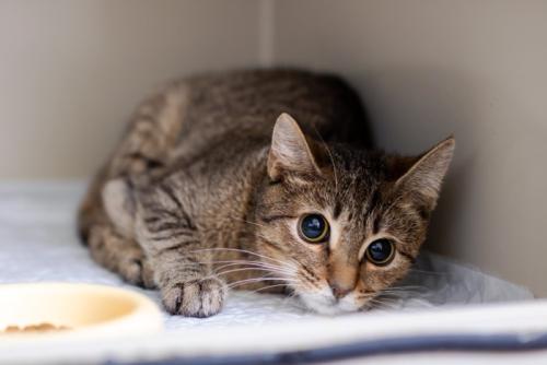 警戒した様子を見せる猫