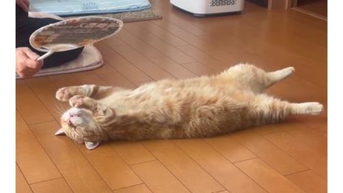 寝転がる猫