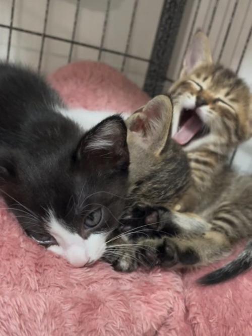 くっついてまったりする3匹の子猫