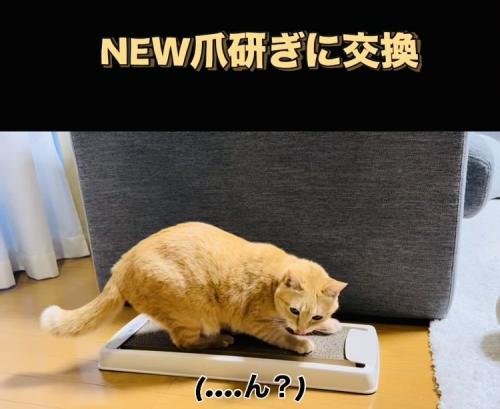 古い爪研ぎを見る茶トラ猫