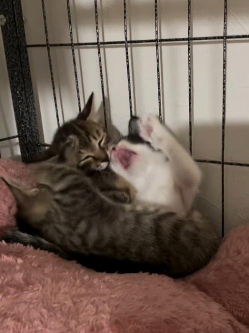 取っ組み合う子猫たち