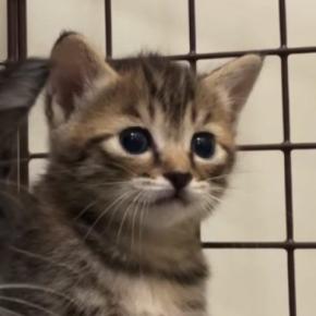 小さなホウキを使って掃除を始めると、『子猫たち』が……尊いリアクションに「愛おしすぎて泣いちゃう」「キスしたい」と60万再生