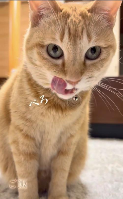 ごはん後に舌をぺろっとする茶トラ猫