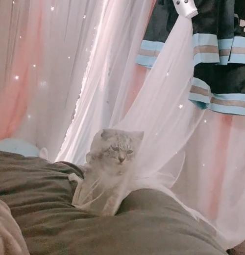 カーテン越しの子猫