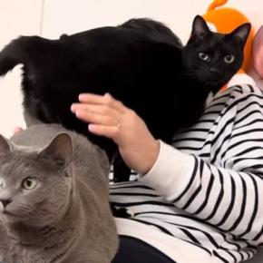 パパのことが大好きな猫たち→上に乗って『争奪戦』をして……微笑ましい日常の光景に「見ててほっこりする」「必死すぎて笑ったw」と反響