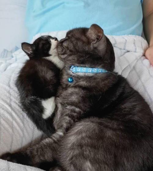 くっつきあう子猫と成猫(アップ)
