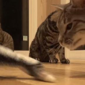 猫たちに『動く魚のおもちゃ』をあげた結果…様々な反応を見せる『微笑ましい様子』が26万再生「みんなの反応が可愛すぎる」「ゴキゲンだね」