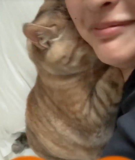 くっついている飼い主と猫