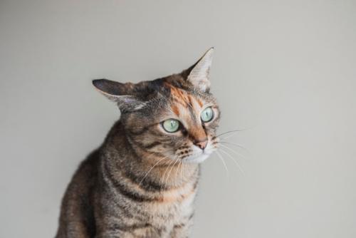 遠くを見る猫