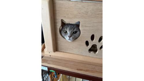 ハウスに入っている猫
