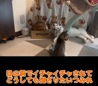 3頭の猫