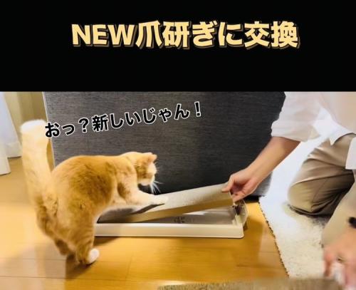 新しい爪研ぎで爪を研ごうとする茶トラ猫
