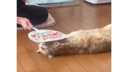 寝転がる猫