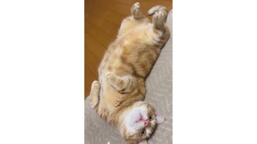 寝転がる猫