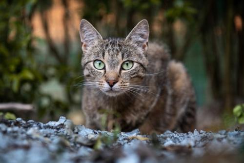 庭で獲物を狙う猫