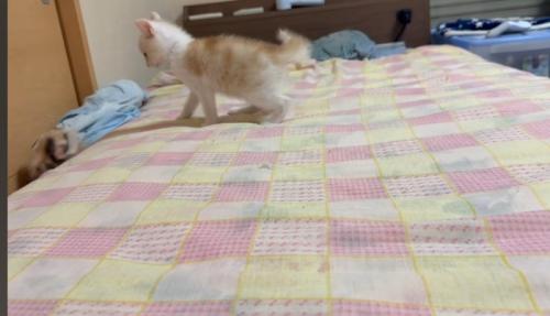 また落ちる猫
