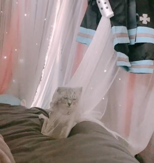 カーテンに引っかかる子猫
