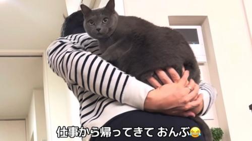 おんぶされている猫