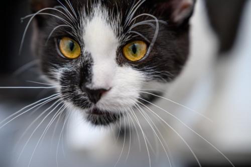 ヒゲが目立っている猫