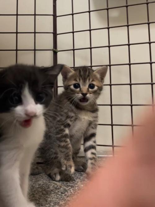 口を開ける2匹の猫