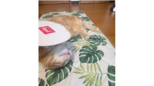 室内にいる猫