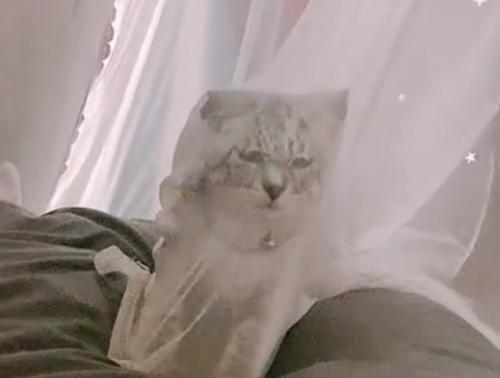 カーテンに引っかかる子猫アップ