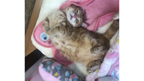 室内にいる猫