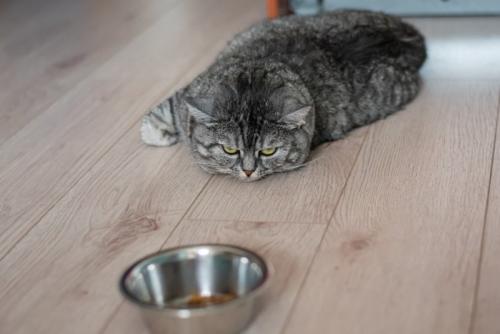 ご飯を食べようとしない猫