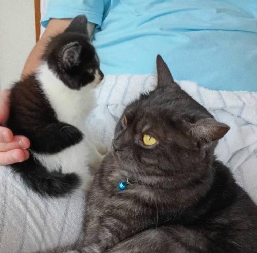 飼い主の足の上でくつろぐ子猫と成猫(アップ)