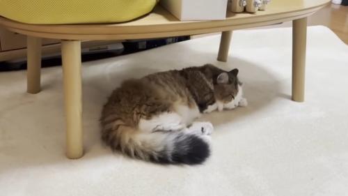 テーブルの下で寝ている猫