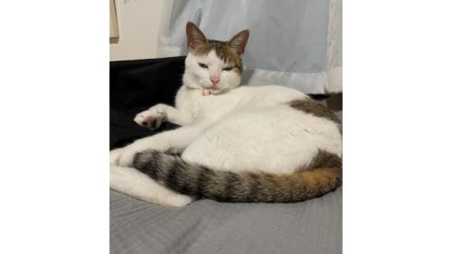 寝ている猫