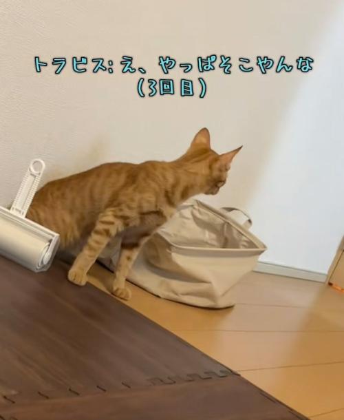 驚いている猫
