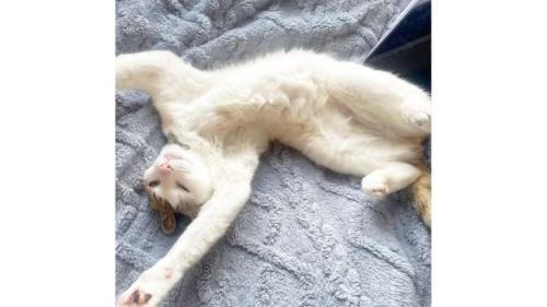 寝ている猫