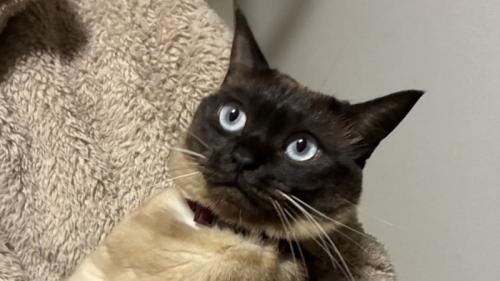 空虚な表情を浮かべる猫