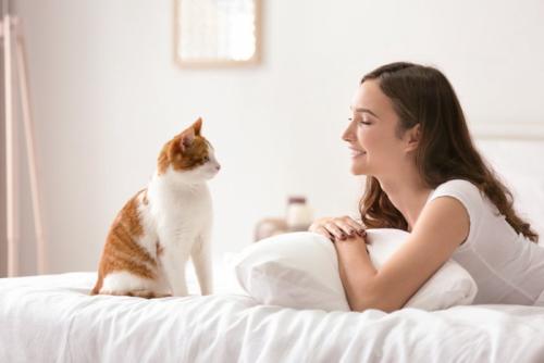 ベッドの上の猫