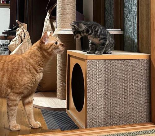 棚に乗っている子猫に顔を近づける茶トラ猫