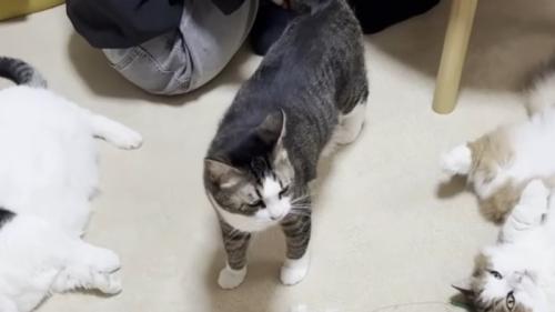 猫が立ち上がった瞬間