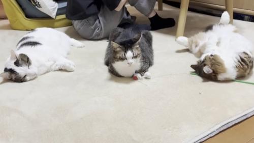 真ん中で香箱座りして満足げな猫と隣でひっくり返ってくつろぐ2匹の猫