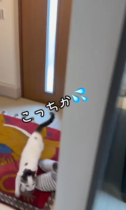 走る猫