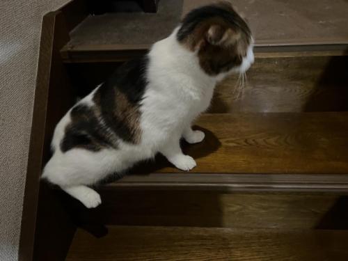 座る猫