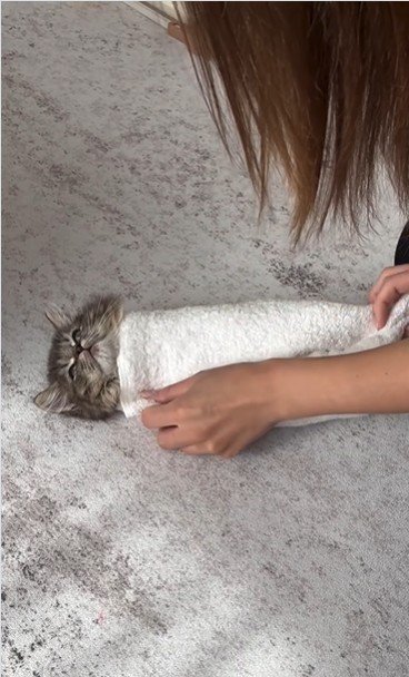 タオルで巻かれている子猫と巻いている人