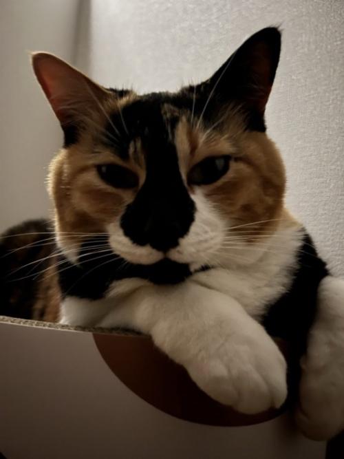 カメラ目線の猫