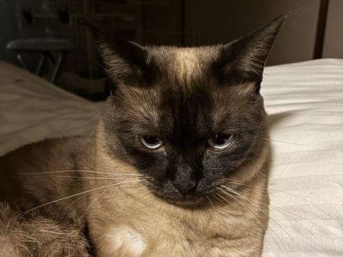 不満げにうなだれる猫