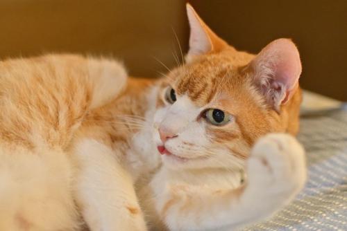 舌を出している猫