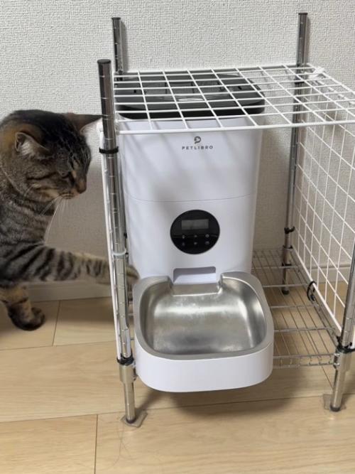 自動給餌器を触る猫
