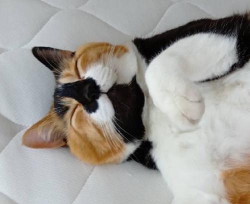 笑顔の猫