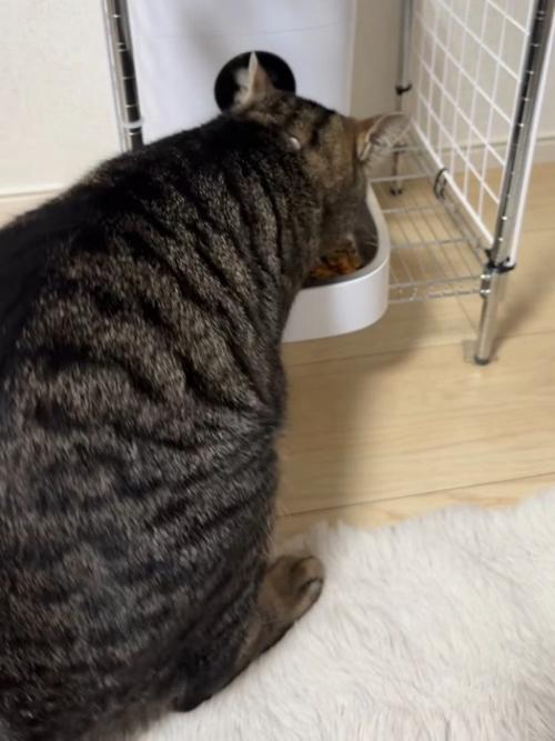 ごはんを食べる猫の後ろ姿