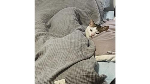 ベッドで寝ている猫